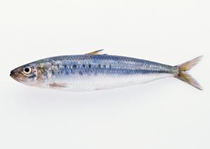 美味しい蕎麦はそば粉で決まると言っても過言ではない