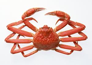 ゴマ豆腐の購入なら高野山ごま豆腐聖庵で